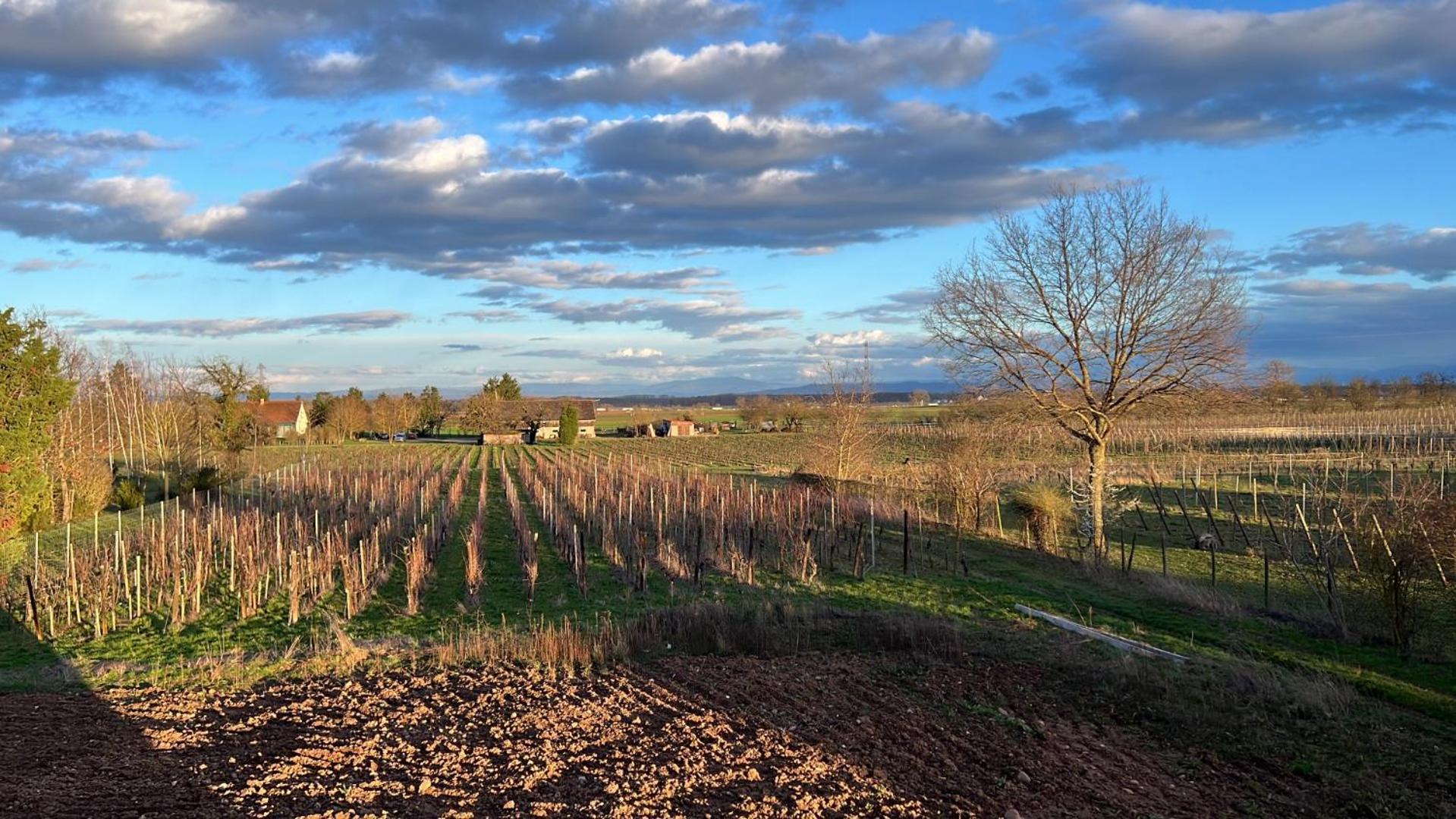 Oasis Tout Confort A Bergheim, Alsace Exteriér fotografie