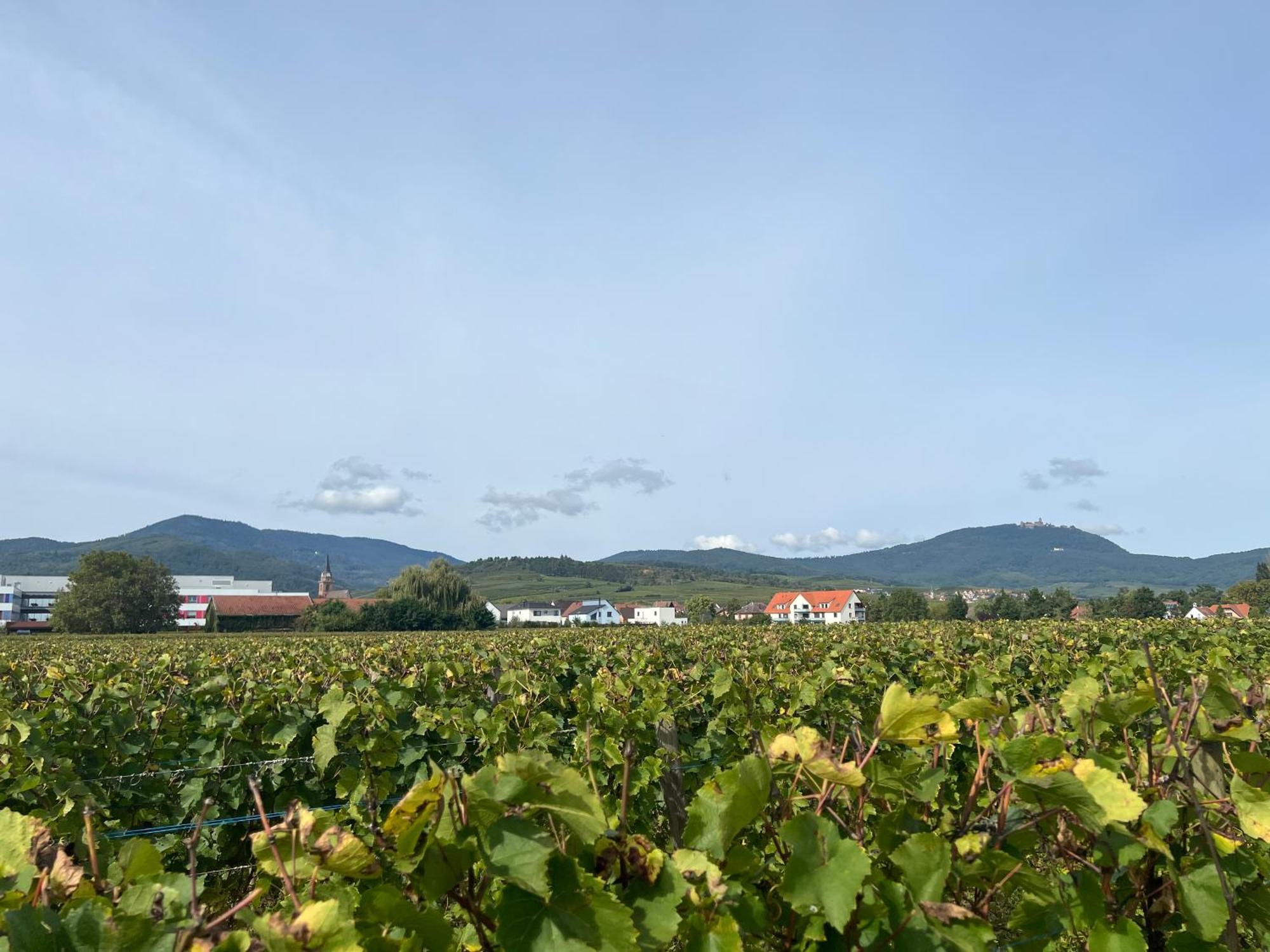 Oasis Tout Confort A Bergheim, Alsace Exteriér fotografie
